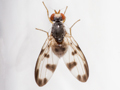 Palloptera umbellatarum